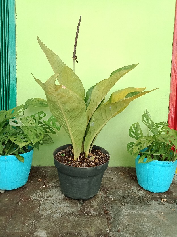 Gof Brsa Damor (cressida) Kemeja Batik Cowok Pakaian Pria Batik Lengan Pendek