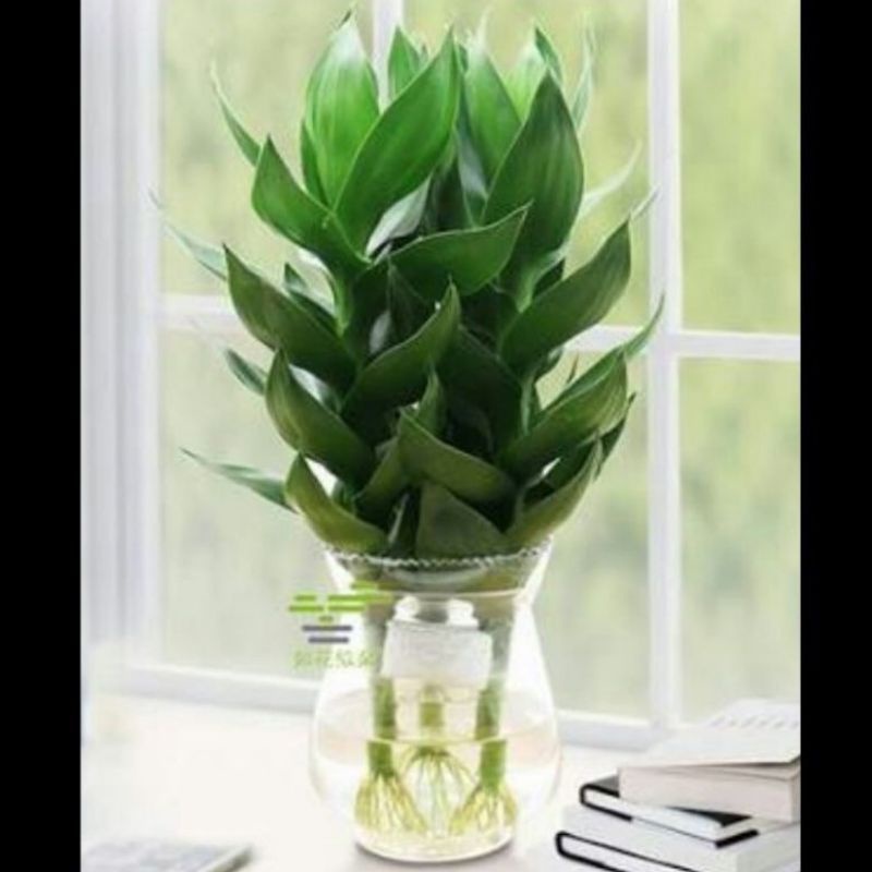 Tanaman bambu hoki ukuran besar - tanaman bambu langka - tanaman aquarium