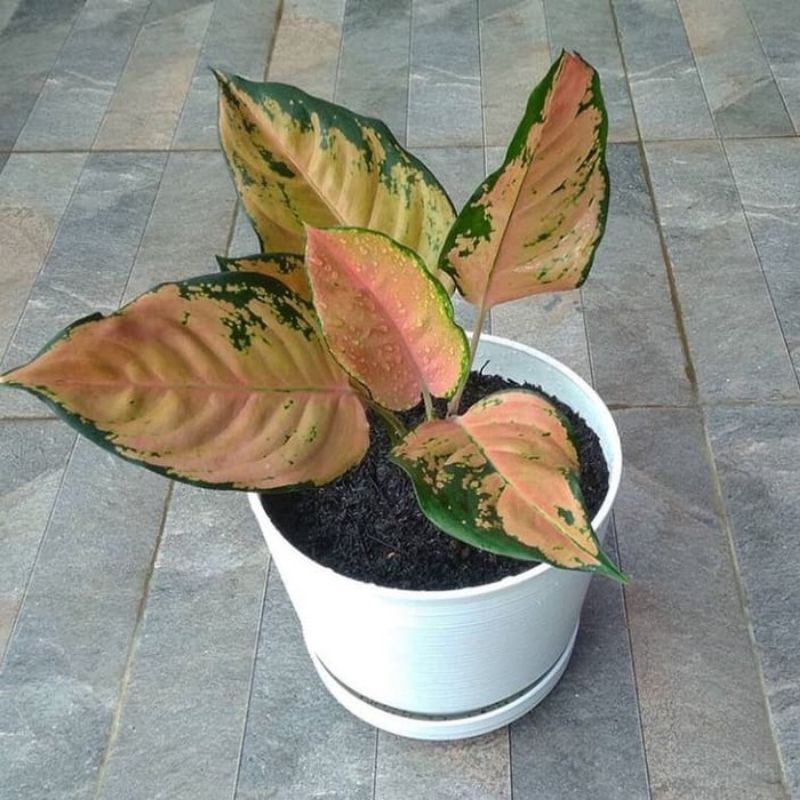 BIBIT TANAMAN HIAS AGLONEMA KOCIN TEMBAGA/ANAKAN AGLONEMA KOCIN TEMBAGA