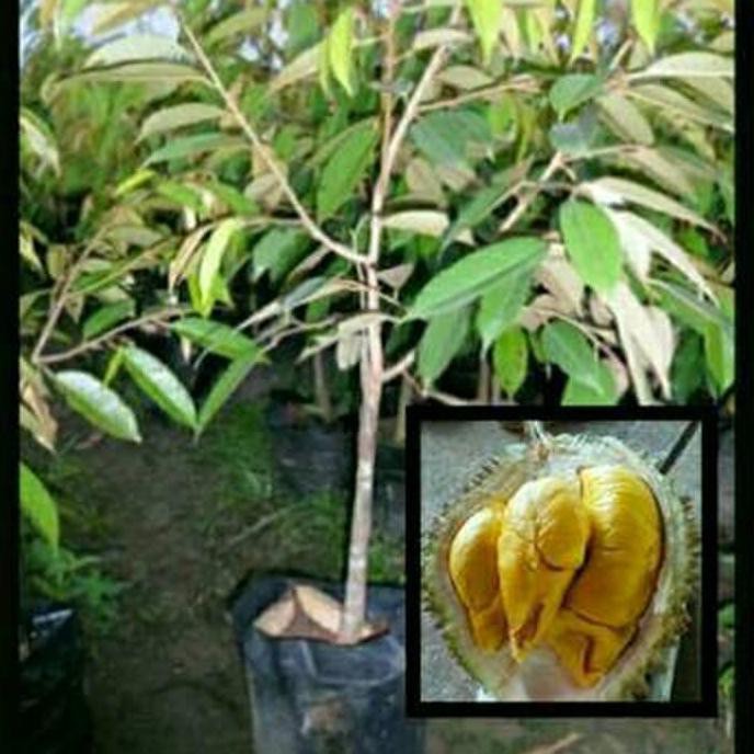 TERBAIK BIBIT DURIAN MUSANGKING ASLI