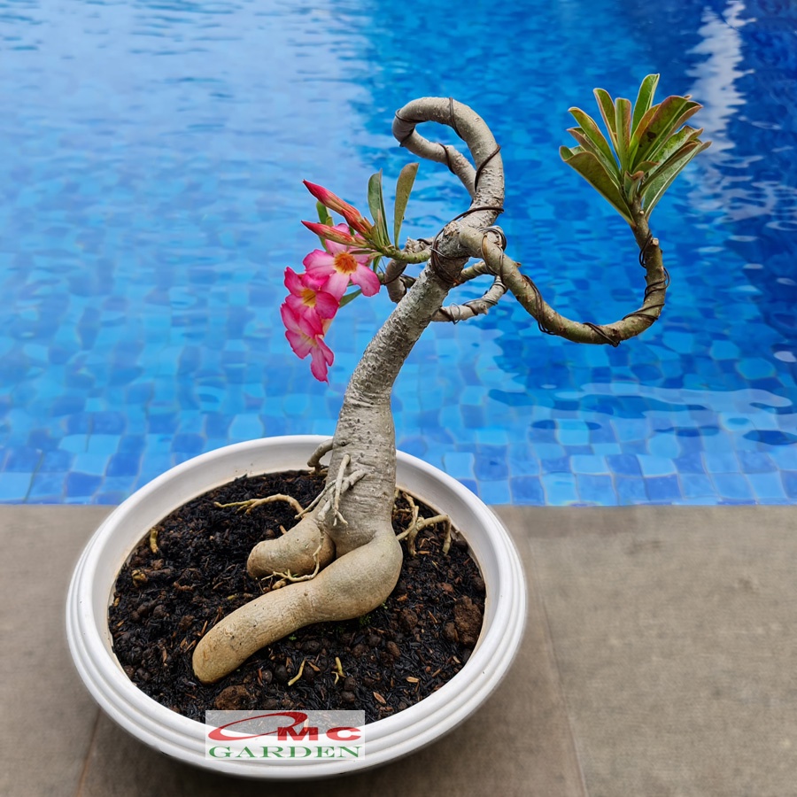 Tanaman Hias Bonsai Adenium Arabicum Obesum Kamboja Jepang B-KJ-003