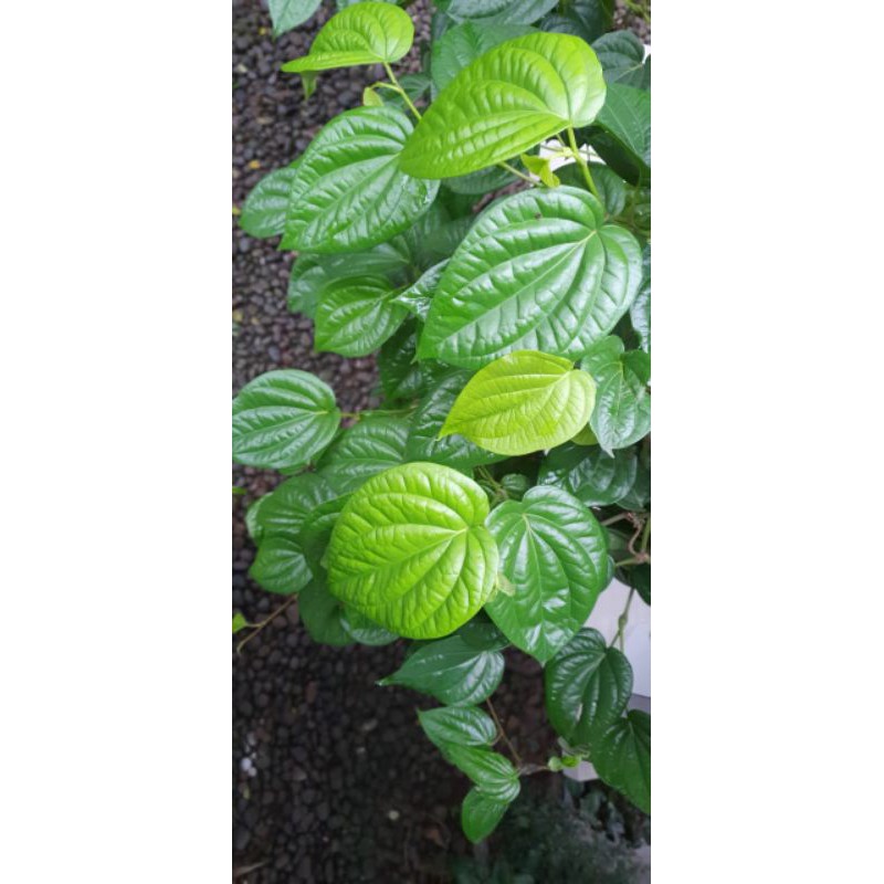 

Herbal Daun Sirih Hijau Segar