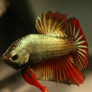 hias cupang gold dragon cooper