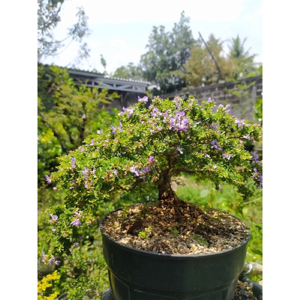 Saeng Simbur Super Mikro Vietnam Bahan Bonsai Bunga Ungu