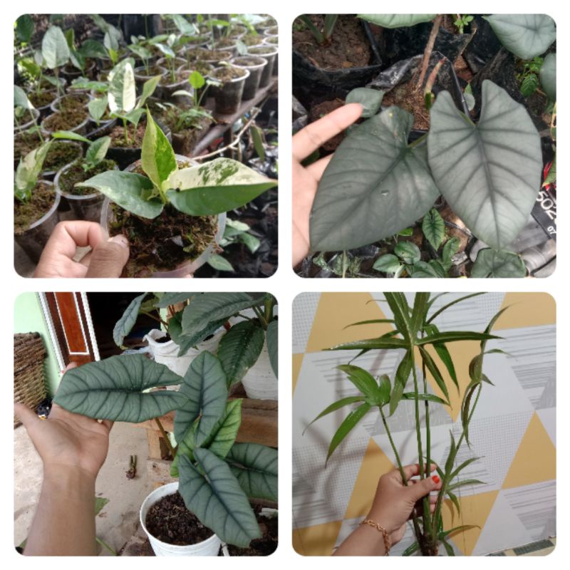 Homalomena var, regina bongol, bisma bongol dan lasian spinosa bongol