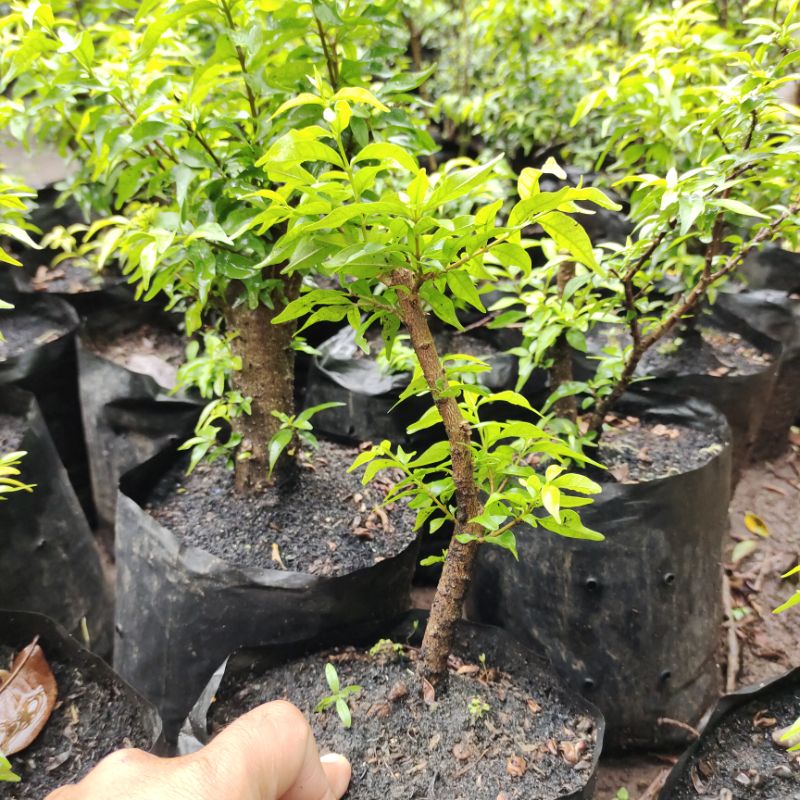 anting putri daun micro