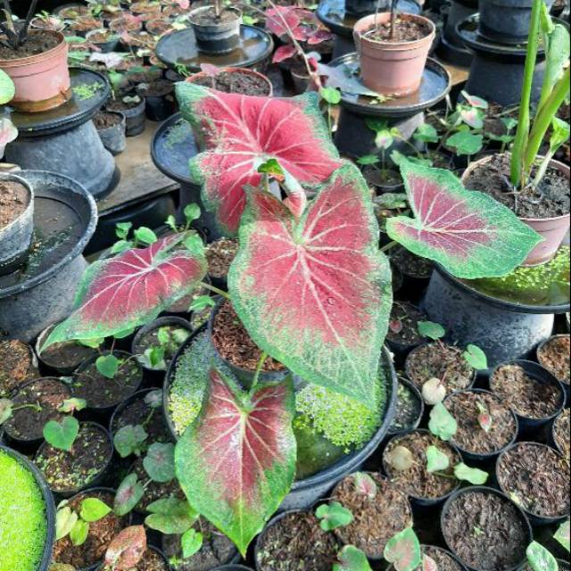 Bibit Keladi Victory Caladium Tanaman Hias Bunga Impor Terbaik Tercantik Shopee Indonesia