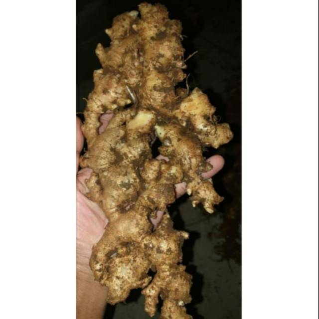 

Jahe emprit super fresh 1 kg (MURAH)