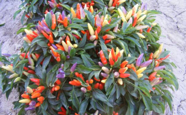 Benih Bibit Biji - Cabai Numex Easter Cabe Rainbow Pepper Seeds