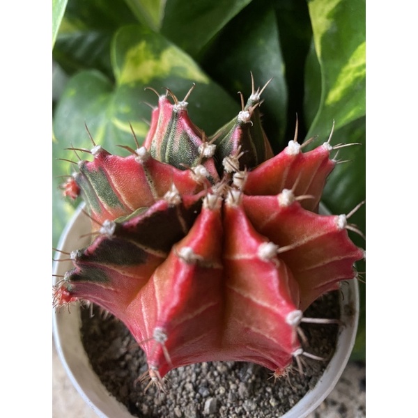 Indukan Kaktus Gymno Miha / Milo / Starfire L25 d 8cm