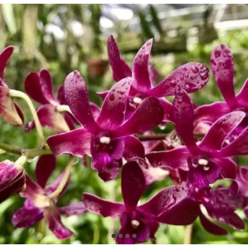 anggrek dendro Caesar red dewasa