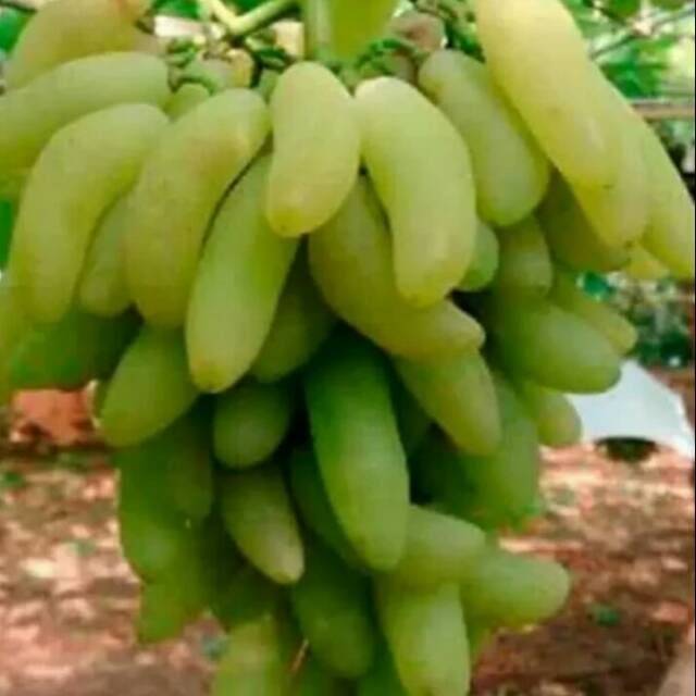 Bibit Anggur Banana IMPORT