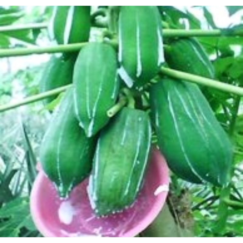 getah pepaya cair asli 30 ml perawatan kulit dan wajah alami