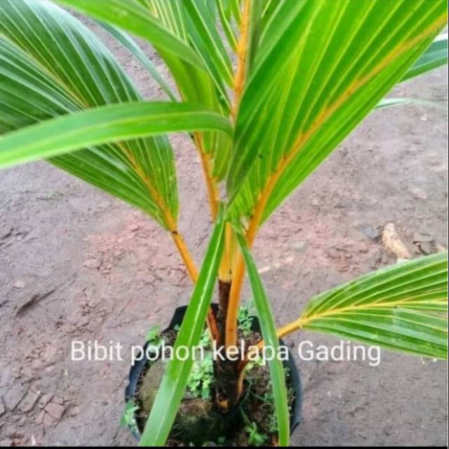 Pohon kelapa Gading - bibit pohon kelapa gading - buah kelapa kuning