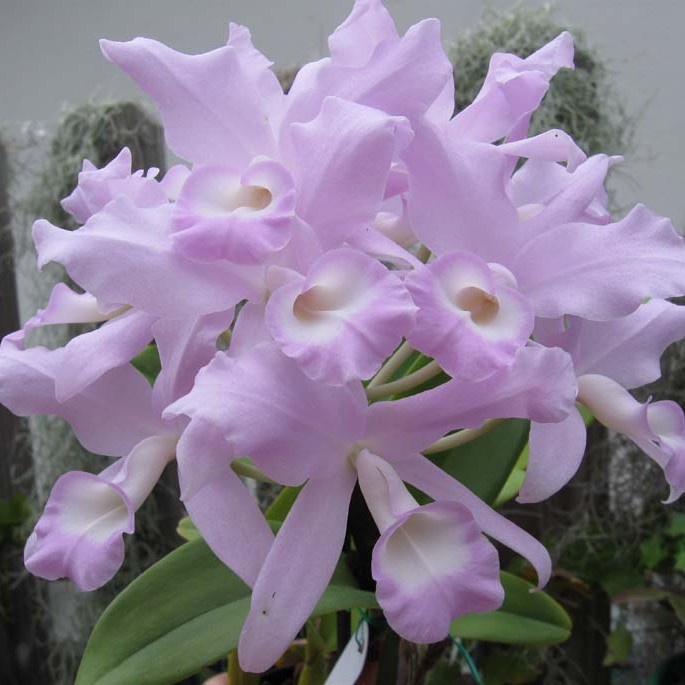 Anggrek Species C . Skinneri v. Coerulea