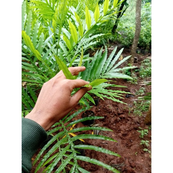 pohon peneduh tiara payung tanaman hias