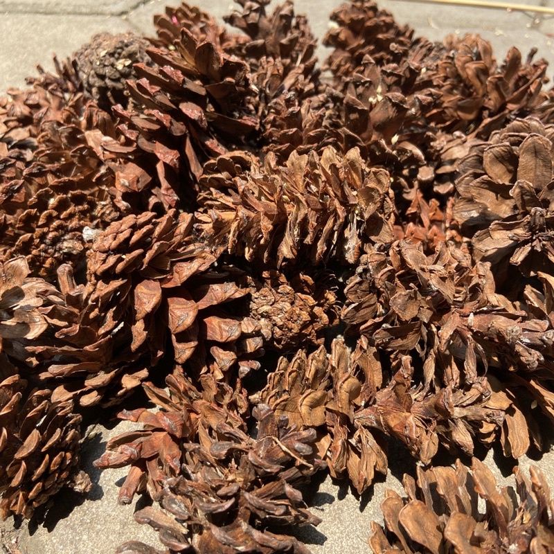 BIJI PINUS / BUNGA PINUS / PINUS KERING