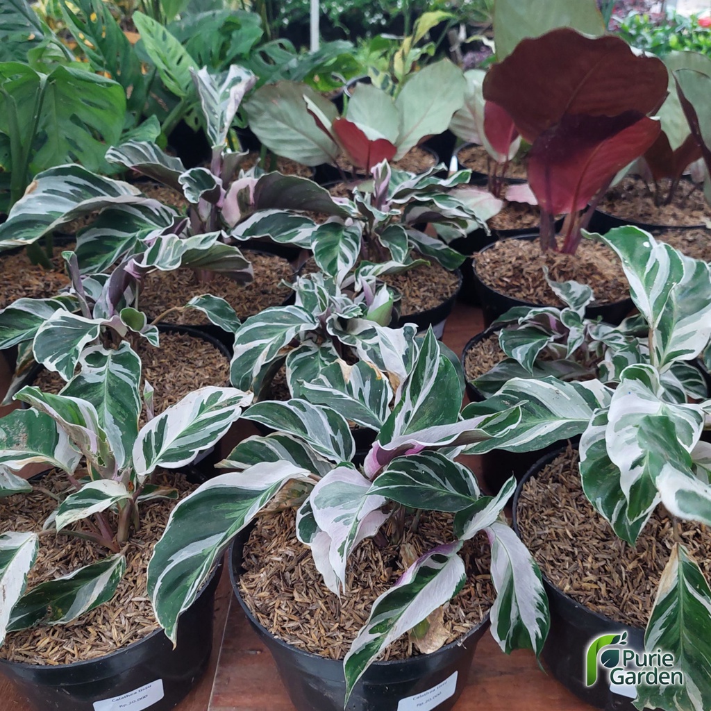 Tanaman Hias Hidup Calathea Calatea Kalatea Tissu White Fushion PG KDR