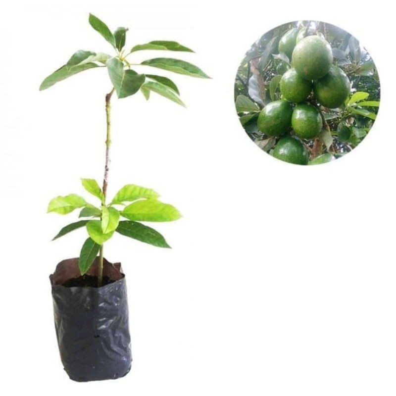 bibit alpukat mentega | pohon alpukat mentega