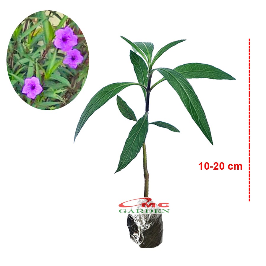 Rawelia Ruelia Rolia Bunga Ungu Pink Tabibosa Ruellia Tanaman Hias Bibit RWL-B-1020