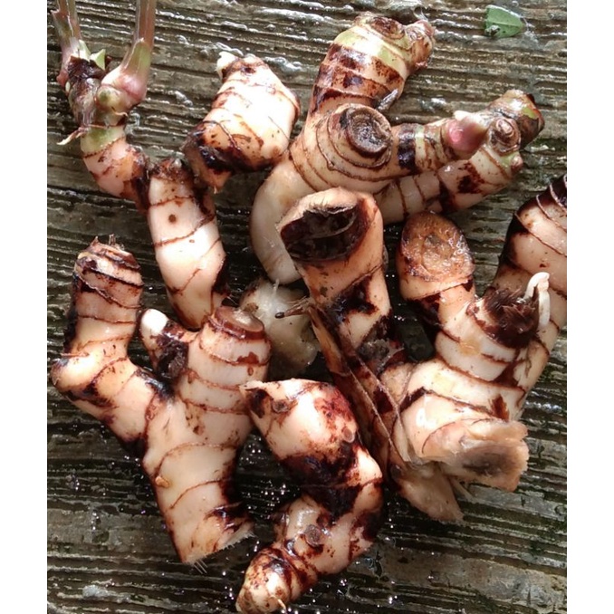 

LENGKOAS/LAOS/LENGKUAS ½kg 10rb mandailing shop.