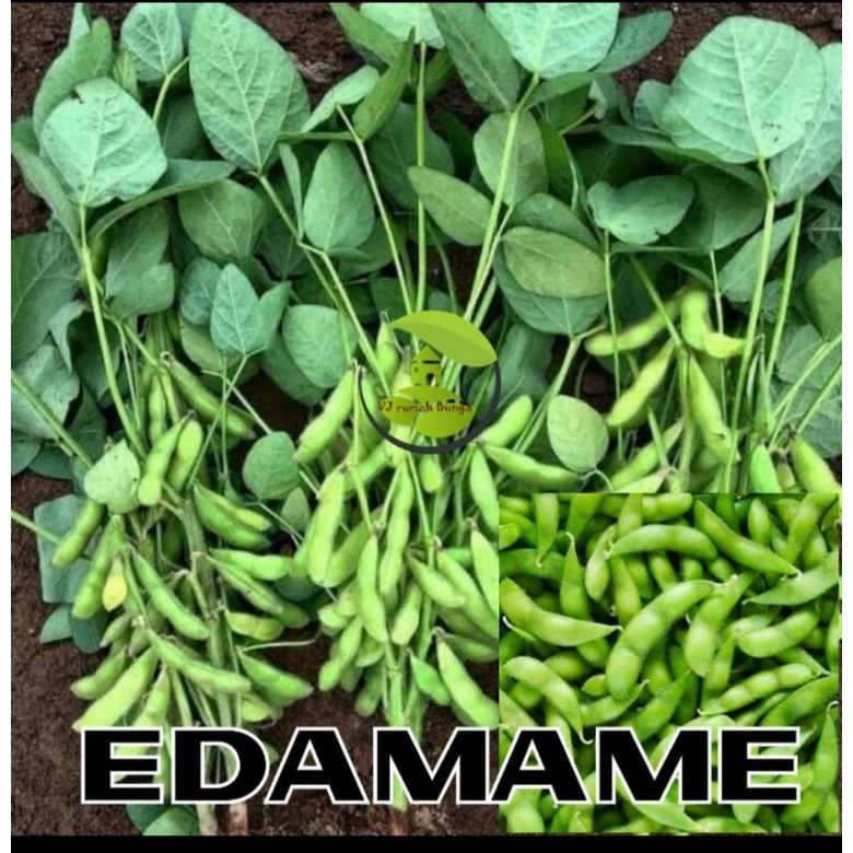 benih bibit sayuran edamame