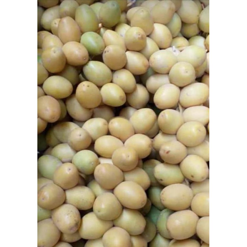

KURMA MUDA