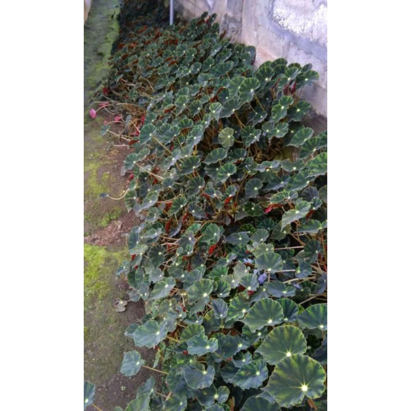 TANAMAN HIAS BEGONIA MINI MURAH