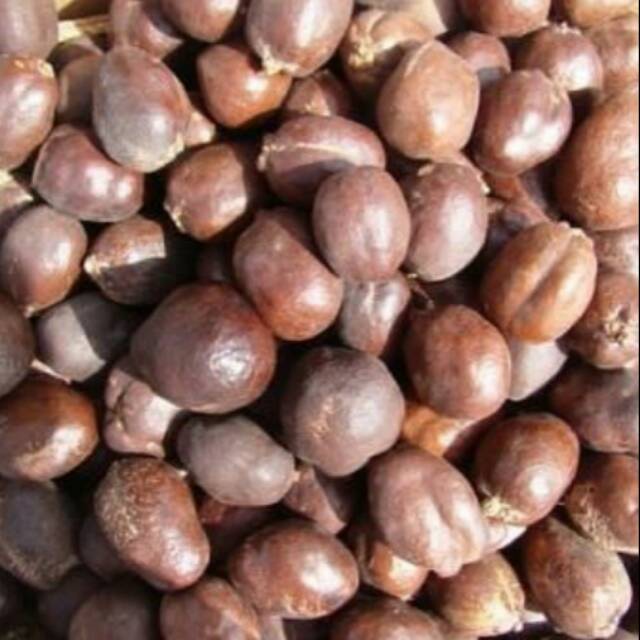 

Buah Zuriat Promil