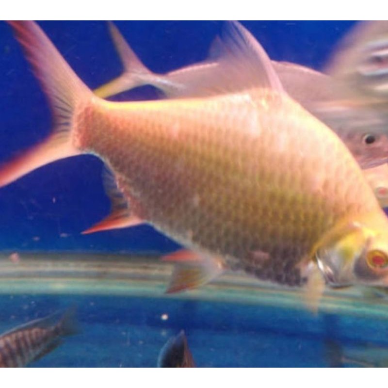 ikan predator kaviat albino