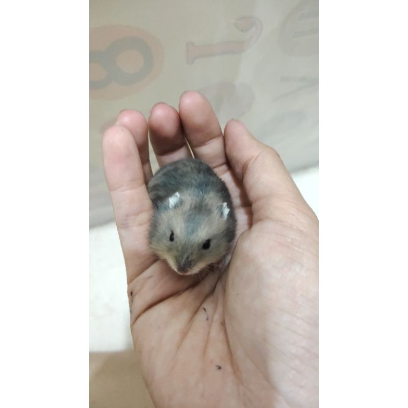 hamster winter white shapire