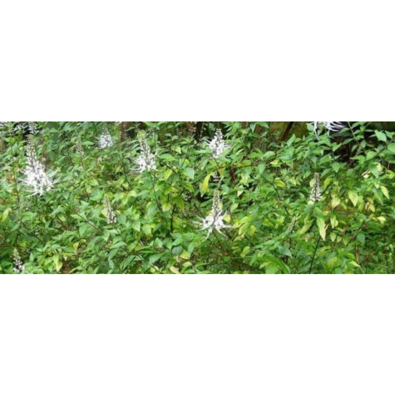 

JUAL DAUN KUMIS KUCING SEGAR PER 1kilo