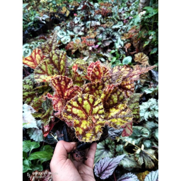 begonia keong madu