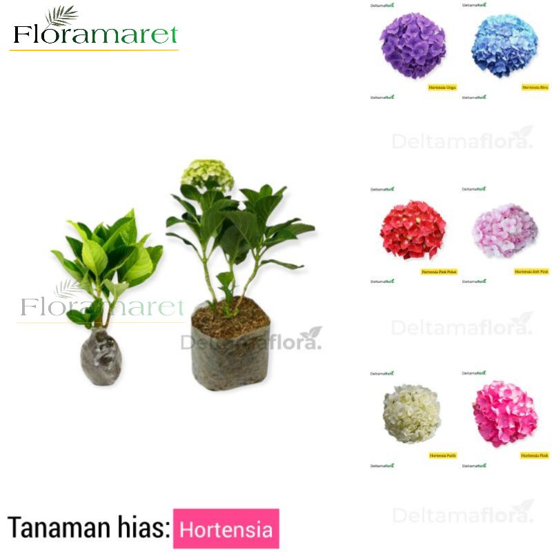 Bunga Hortensia Holland - Hydrangea Holland