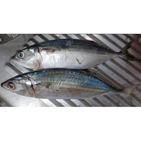 

Kembung Banjar Super 500gr