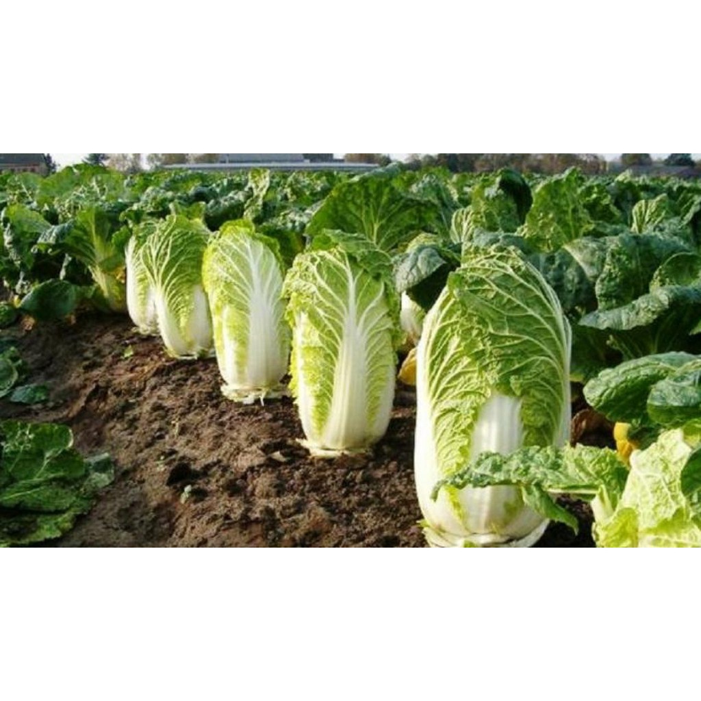 25 BIJI BENIH SAWI PUTIH dataran rendah