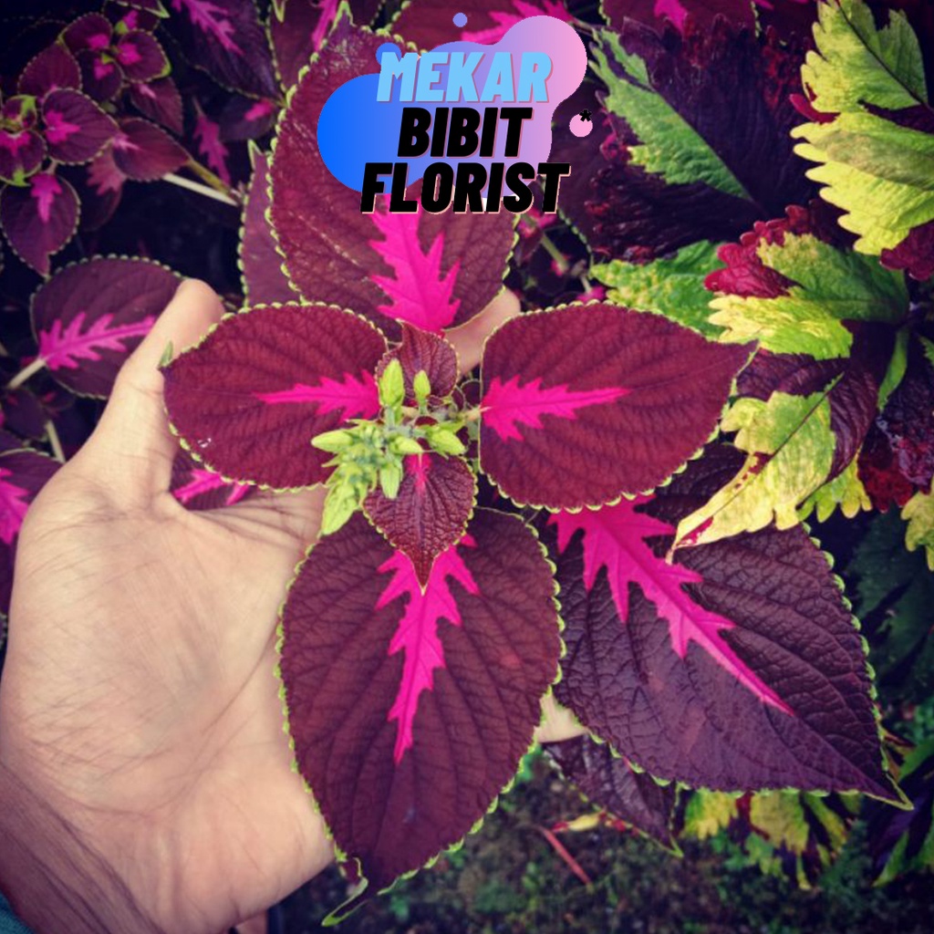 [ J&T ] Miana Langka Warna Pink Ungu Bunga Miana Premium Murah Bunga Caleus Jawer Hiasan Taman Rumah