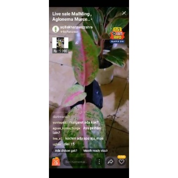 Aglonema bigroy Mutasi