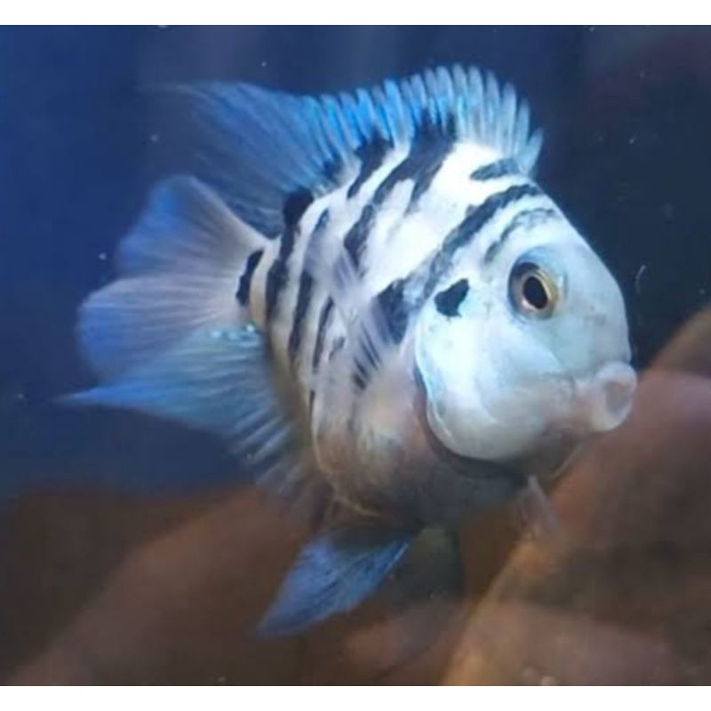 POLAR BLUE PARROT CICHLID CONVICT HYBRID ZEBRA AIR TAWAR, 3cm