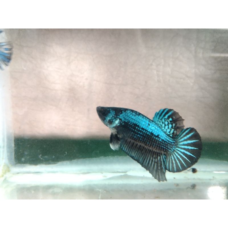 Ikan Cupang Green Samurai