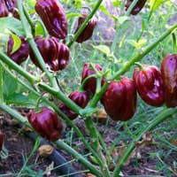 Benih Bibit Biji - Paprika Ungu Purple Star Sweet Bell Pepper F1 Hibrida Seeds