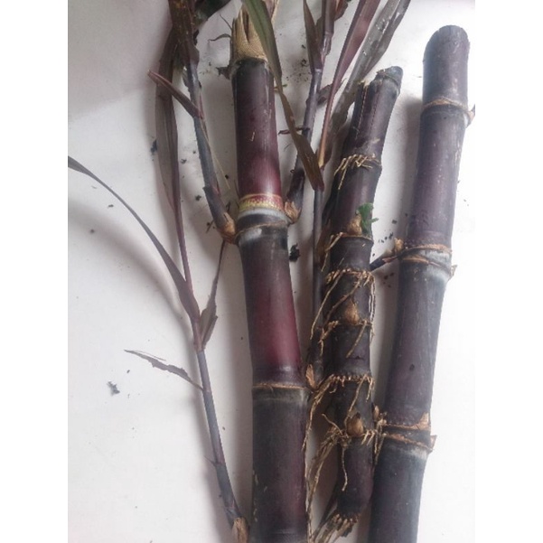 BIBIT TEBU IRENG 1 KG / BIBIT TEBU WULUNG / TEBU IRENG / TEBU HITAM