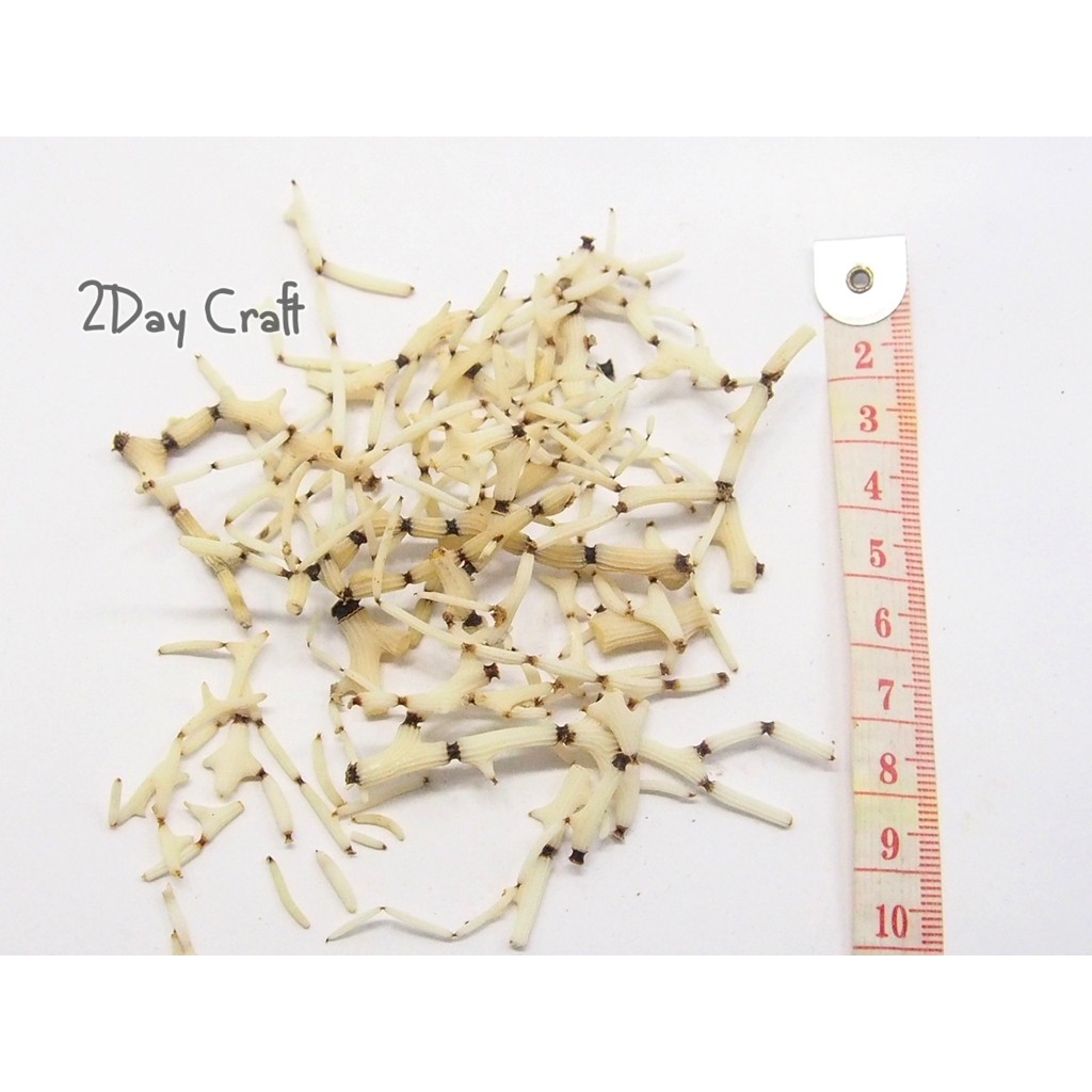 Coral Untuk Craft - Kerang - Akar Laut - Coral Bambu