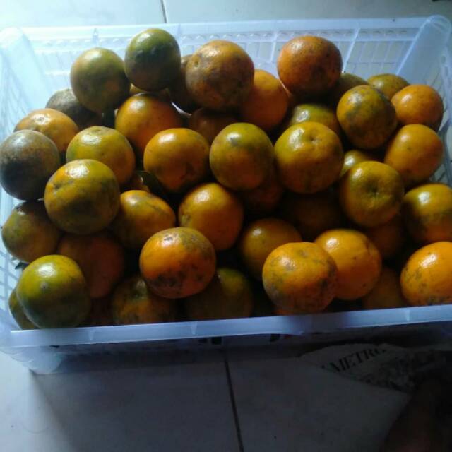 

Jeruk Siem madu