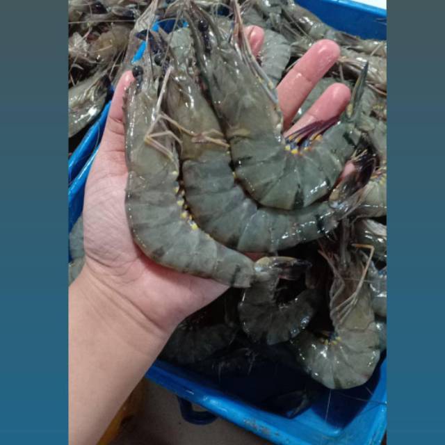 

Udang hitam super