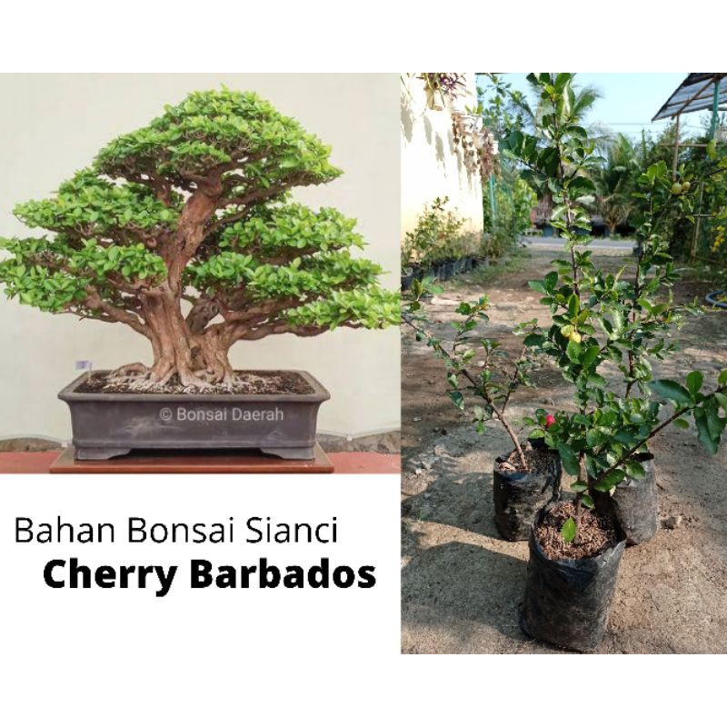 Cherry Barbados (sianci)