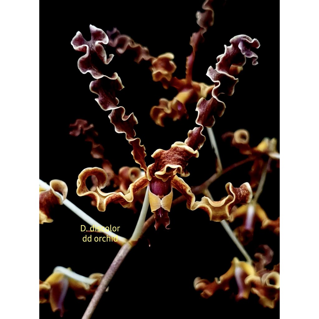 Dendrobium Discolor lip blue