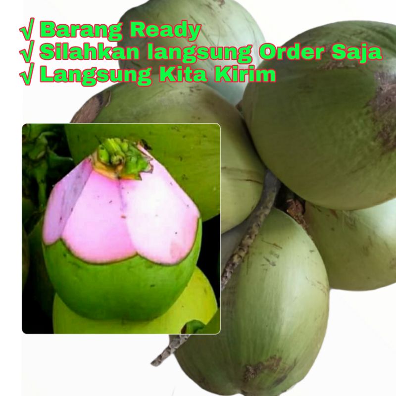 

Kelapa Hijau Asli Kulit Merah Muda / Obat Herbal