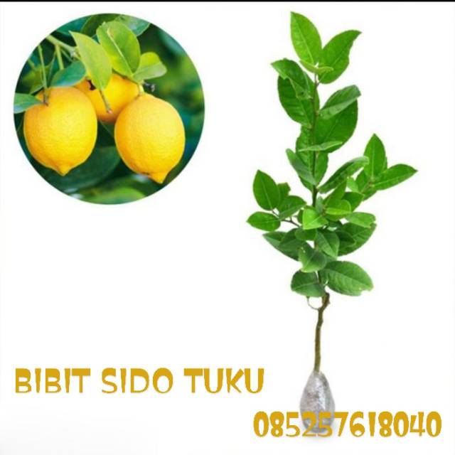 

JERUK LEMON SUPER
