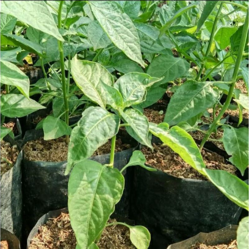 

tanaman buah cabai rawit setan super pedas
